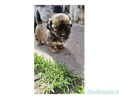 Grynakraujai, aukštos veislės ši cu šuniukai. - Image 4