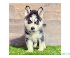 Nuostabusis Sibiro haskis - Image 2