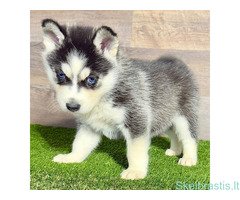 Nuostabusis Sibiro haskis - Image 3