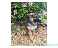 Žavingas vokiečių aviganis - Image 2