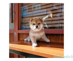Shiba Inu - Image 2