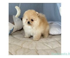 Mieli Pomeranijos špicų šuniukai