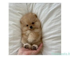 Mieli Pomeranijos špicų šuniukai - Image 2