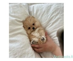 Mieli Pomeranijos špicų šuniukai - Image 3