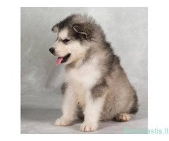 Aliaskos malamutų šuniukai - Image 2