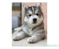 Aliaskos malamutų šuniukai - Image 3