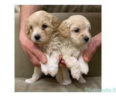 Maltipoo šuniukai