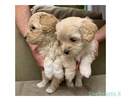 Maltipoo šuniukai - Image 2