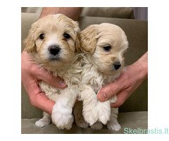 Maltipoo šuniukai - Image 3