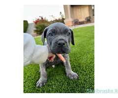 Cane Corso veislės šuniukai