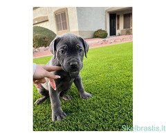 Cane Corso veislės šuniukai - Image 2