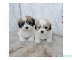 Kotono de tulearo šuniukai - Image 2