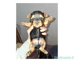Grynaveisliai Jorkšyro Terjero šuniukai - Image 2
