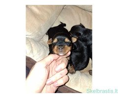 Grynaveisliai Jorkšyro Terjero šuniukai - Image 4