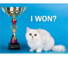 Petshop - prekės gyvūnams