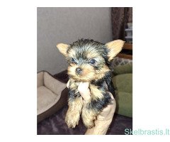 Чистокровные щенки Йоркширского Терьера.