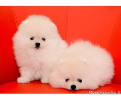 Aukštos kokybės Pomeranijos špicų šuniukai - Image 3