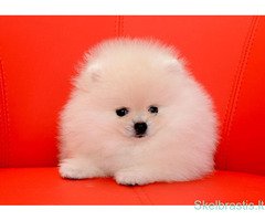 Aukštos kokybės Pomeranijos špicų šuniukai - Image 4