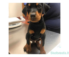 Dobermanų šuniukai  Whatsapp +31622518490