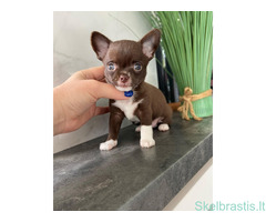 Nuostabūs mažyčiai čihuahua šuniukai Whatsapp +31622518490