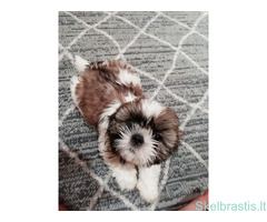 Idealūs grynaveisliai Ši Cu veislės šuniukai.