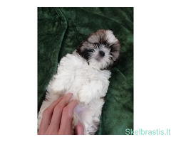 Idealūs grynaveisliai Ši Cu veislės šuniukai. - Image 2