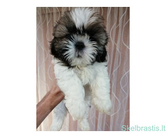 Idealūs grynaveisliai Ši Cu veislės šuniukai. - Image 4