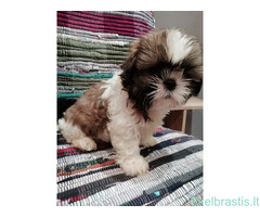 Idealūs grynaveisliai Ši Cu veislės šuniukai. - Image 5